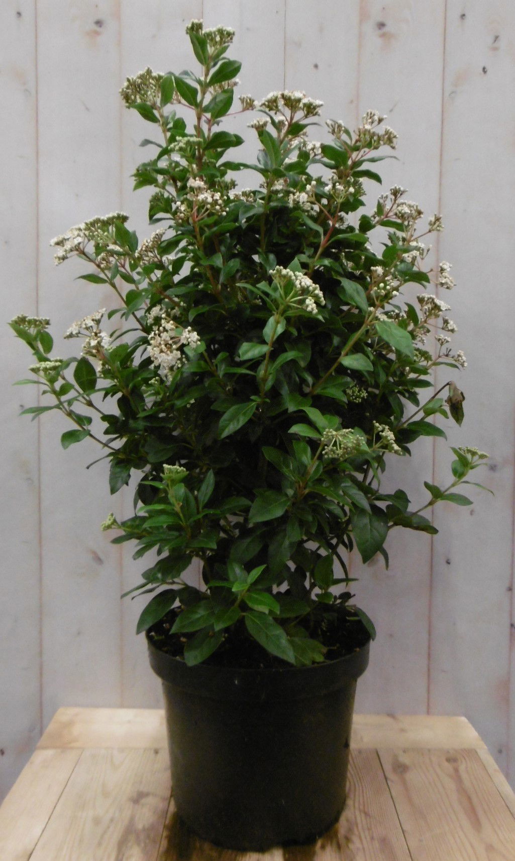 Warentuin natuurlijk Viburnum Tinus 80 cm - 