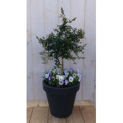 Warentuin natuurlijk Amerikaanse sering in antracieten plastic pot met violen 100 cm - 