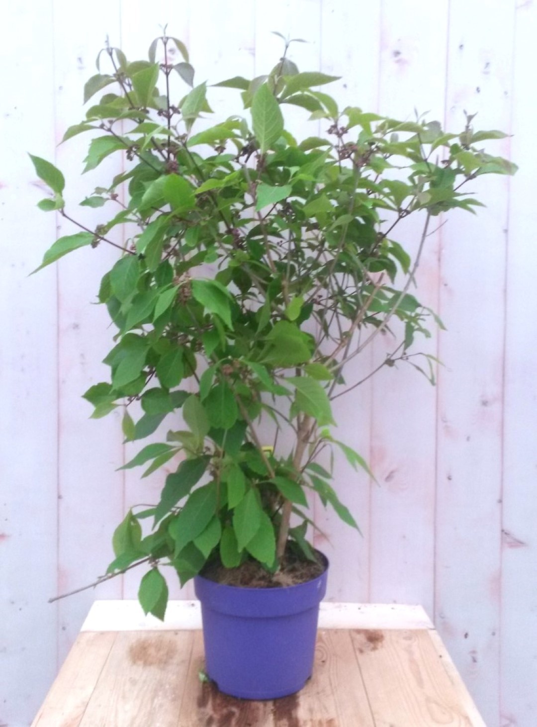 Warentuin natuurlijk Callicarpa Schoonvrucht 80 cm - 