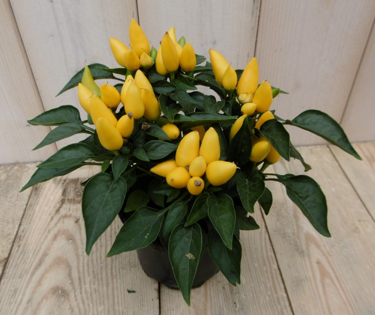 Warentuin natuurlijk 3 stuks! Sierpeper geel - 