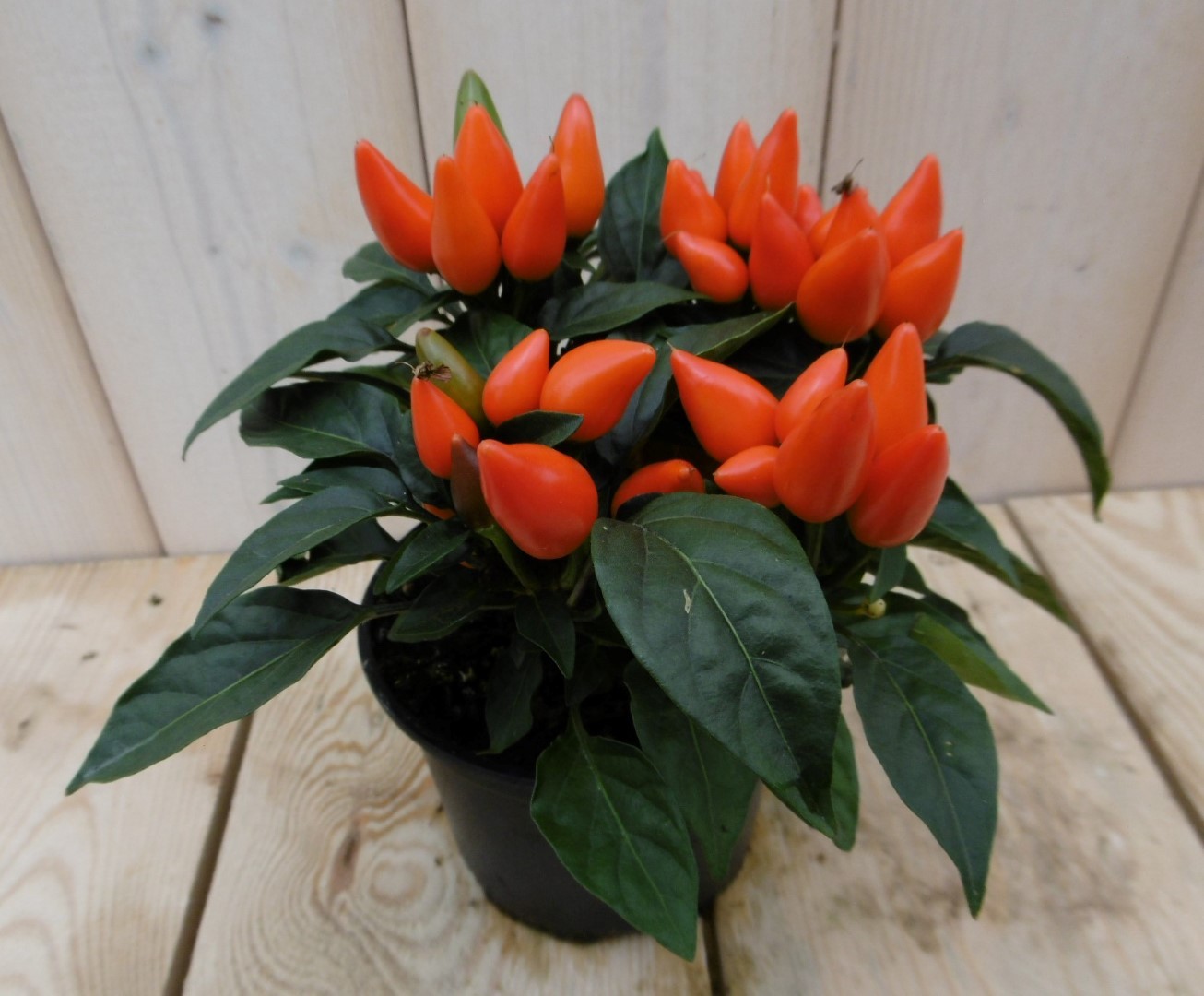 Warentuin natuurlijk 3 stuks! Sierpeper oranje - 
