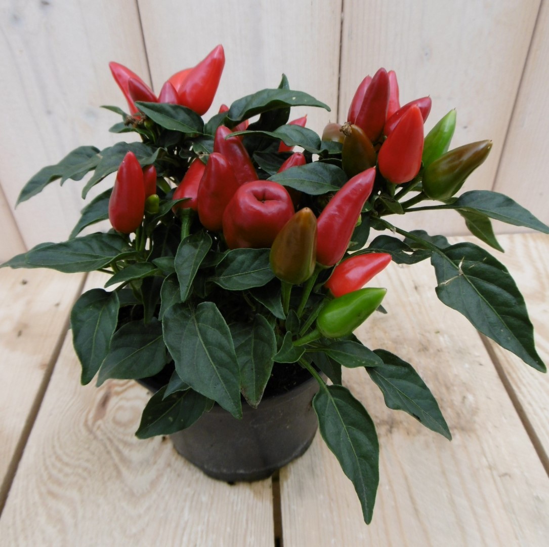 Warentuin natuurlijk 3 stuks! Sierpeper rood - 