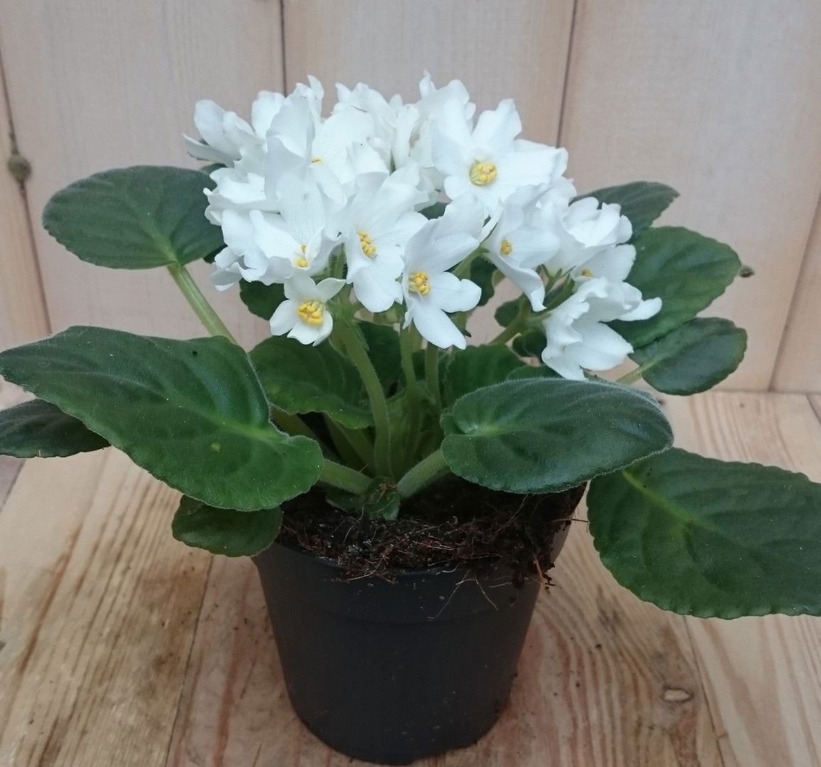 Warentuin natuurlijk 2 stuks! Kamerplant Kaaps viool wit - 