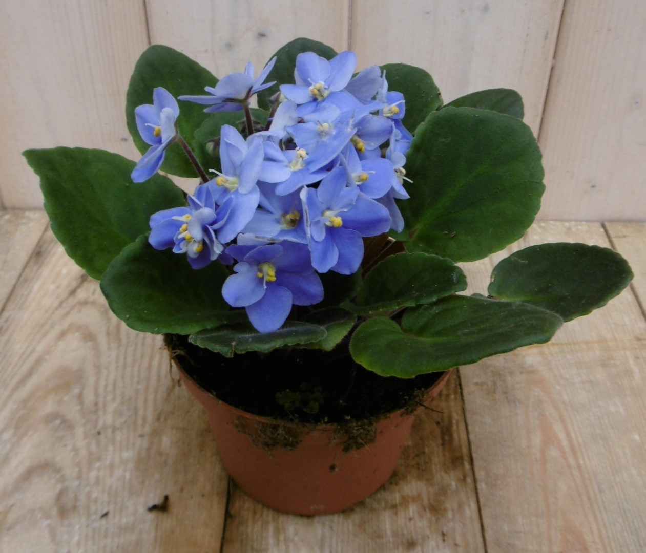 Warentuin natuurlijk 2 stuks! Kamerplant Kaaps viool blauw - 