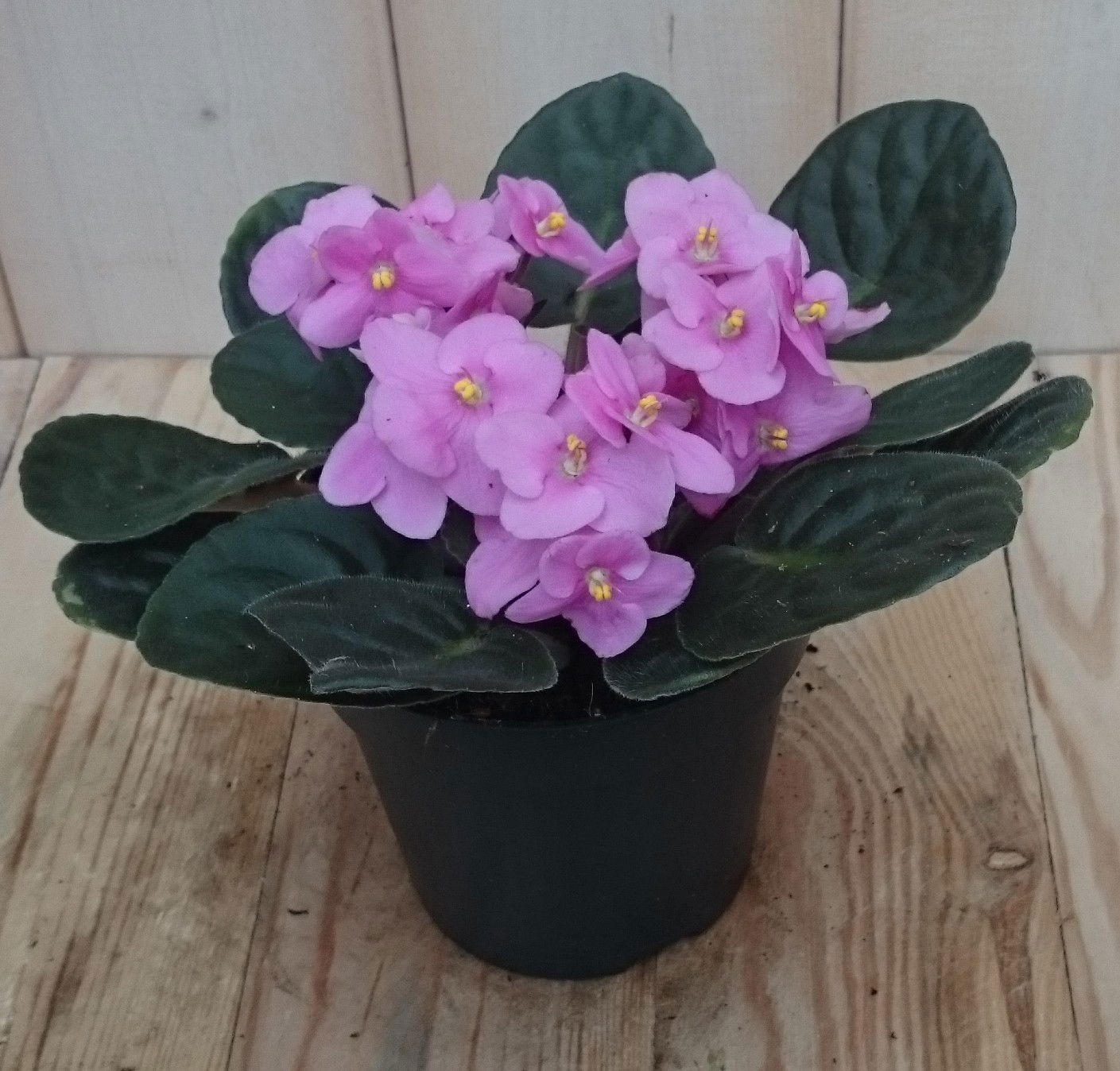 Warentuin natuurlijk 2 stuks! Kamerplant Kaaps viool roze - 