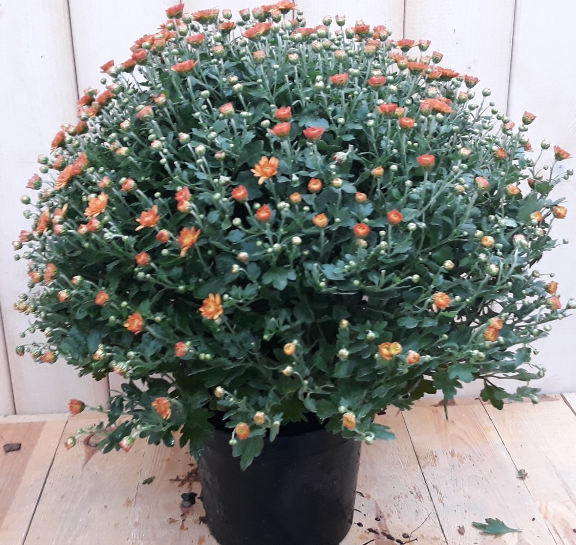 Warentuin natuurlijk Bol Chrystant koper - 