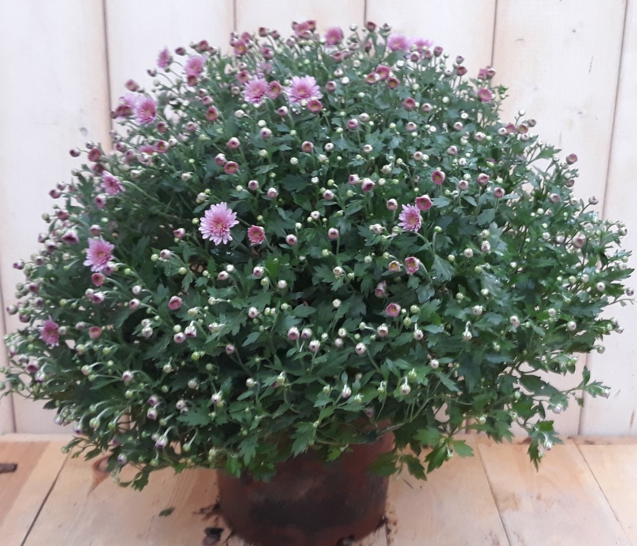 Warentuin natuurlijk Bol Chrystant roze - 