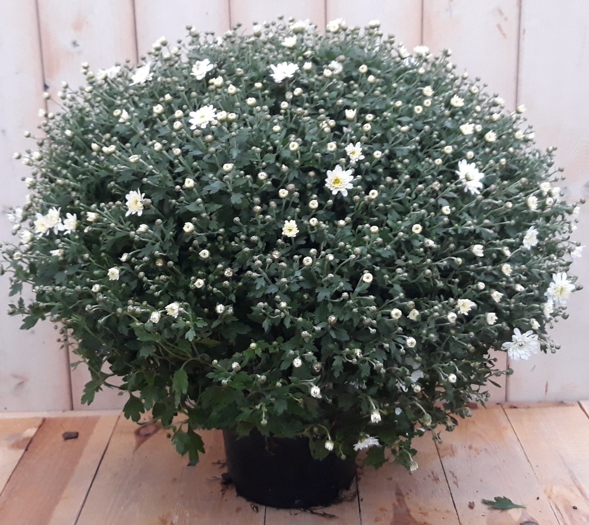 Warentuin natuurlijk Bol Chrystant wit - 