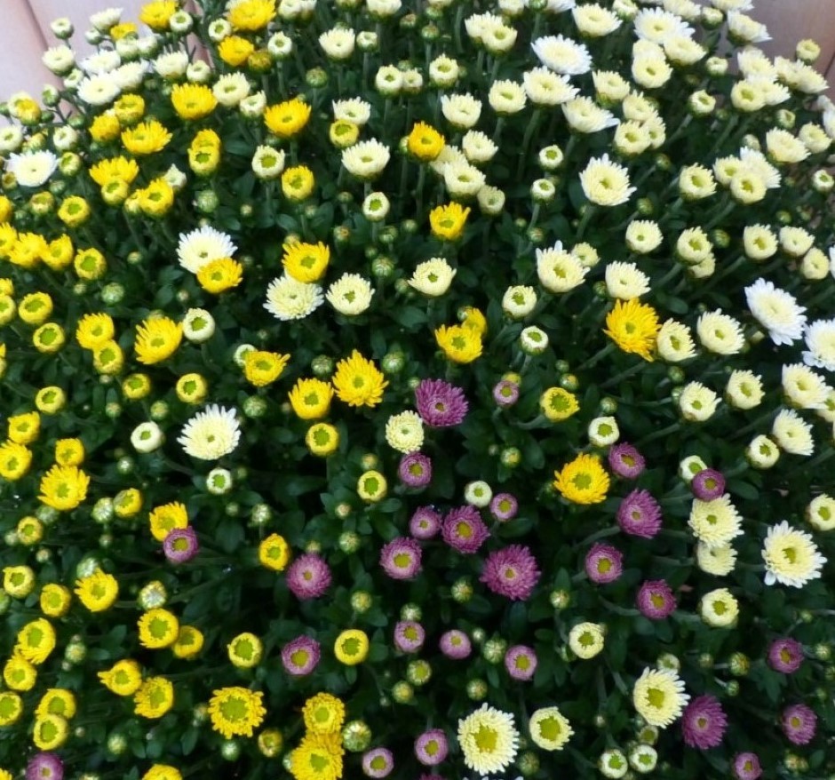 Warentuin natuurlijk Bol Chrystant kleurenmix - 