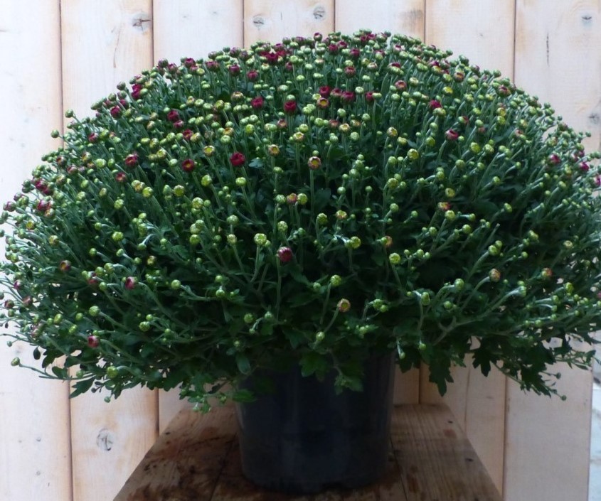 Warentuin natuurlijk Chrysant Koper GROOT - 