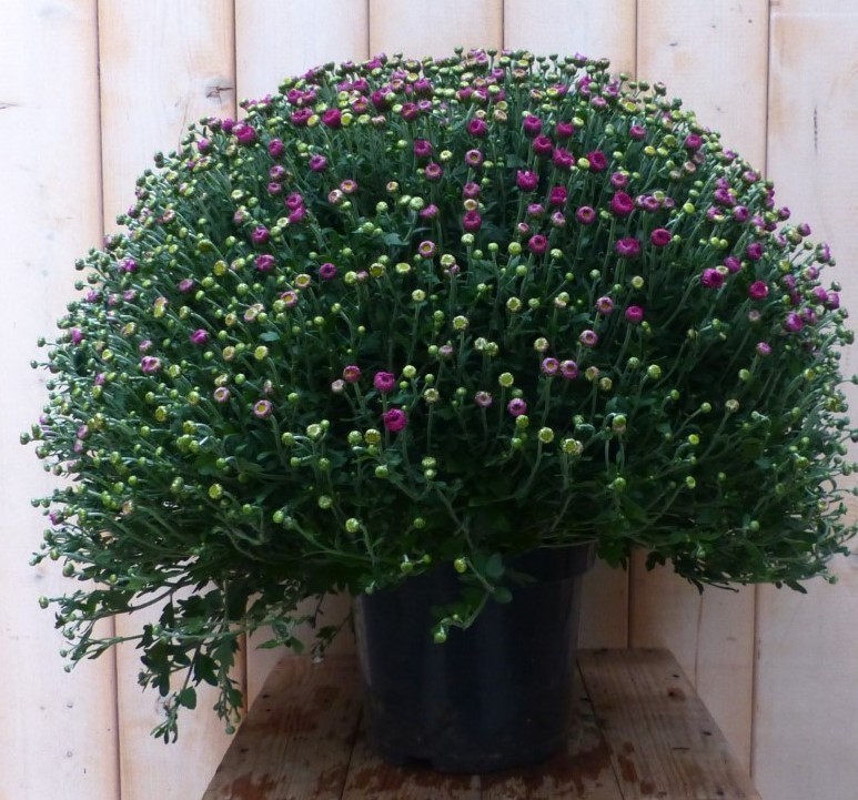 Warentuin natuurlijk Chrysant Roze GROOT - 
