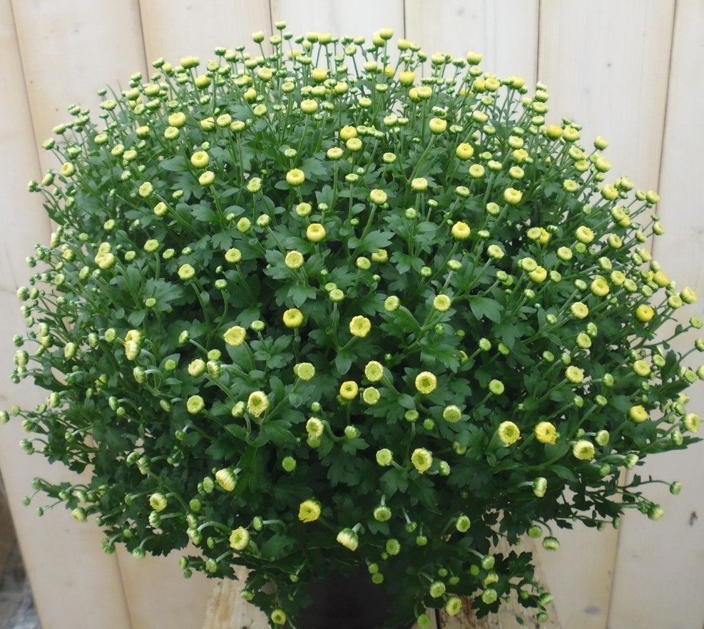 Warentuin natuurlijk Chrysant Geel GROOT - 