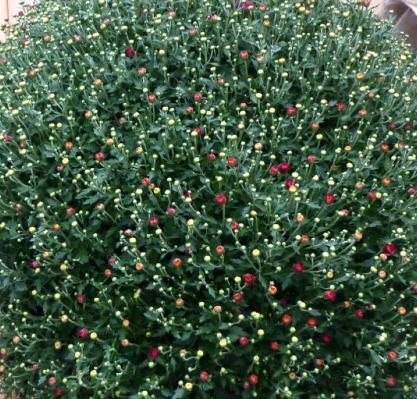 Warentuin natuurlijk Bol Chrystant mega 80 cm - 