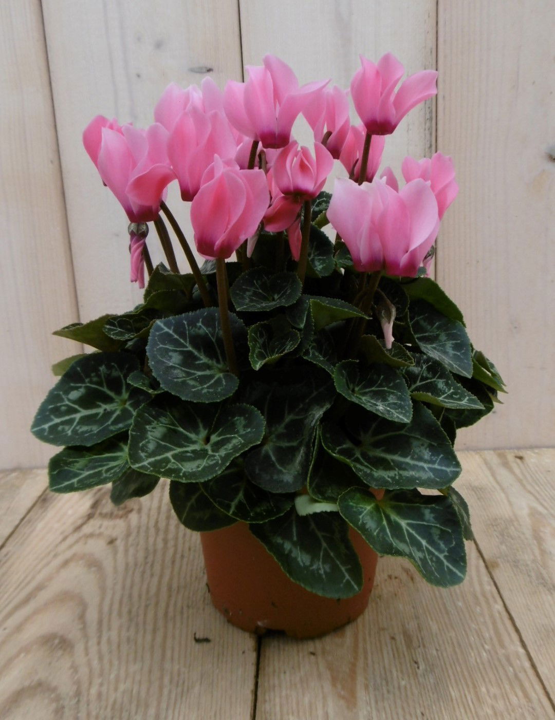 Warentuin natuurlijk 3 stuks! Patio Cyclaam roze/donker-roze - 