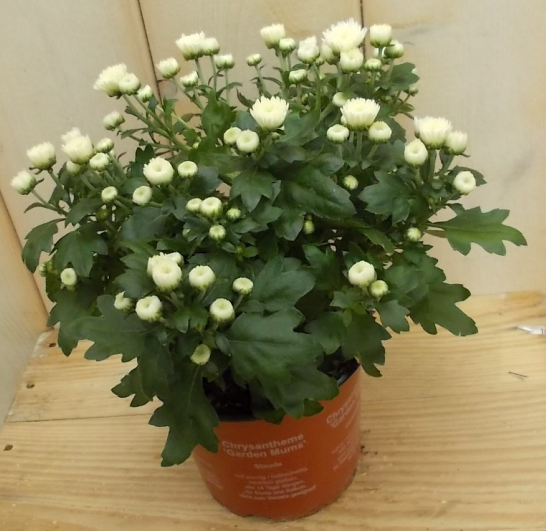 Warentuin natuurlijk 3 stuks! Mini bol chrysant wit - 