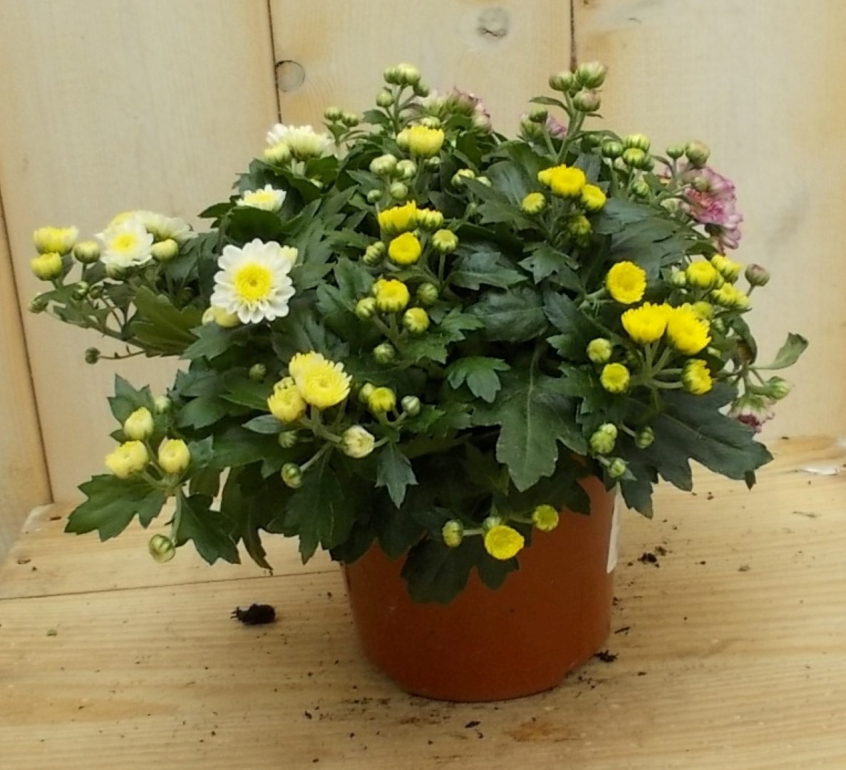Warentuin natuurlijk 3 stuks! Mini bol chrysant geel - 