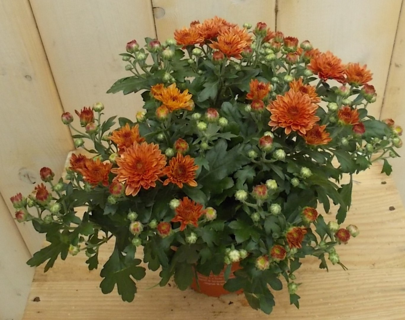 Warentuin natuurlijk 3 stuks! Mini bol chrysant koper - 