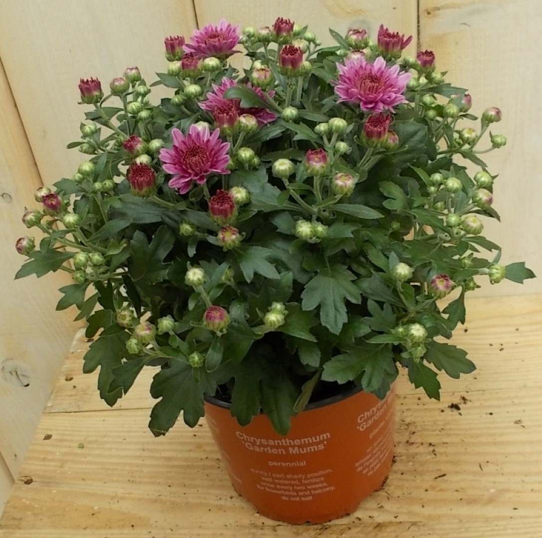Warentuin natuurlijk 3 stuks! Mini bol chrysant roze - 