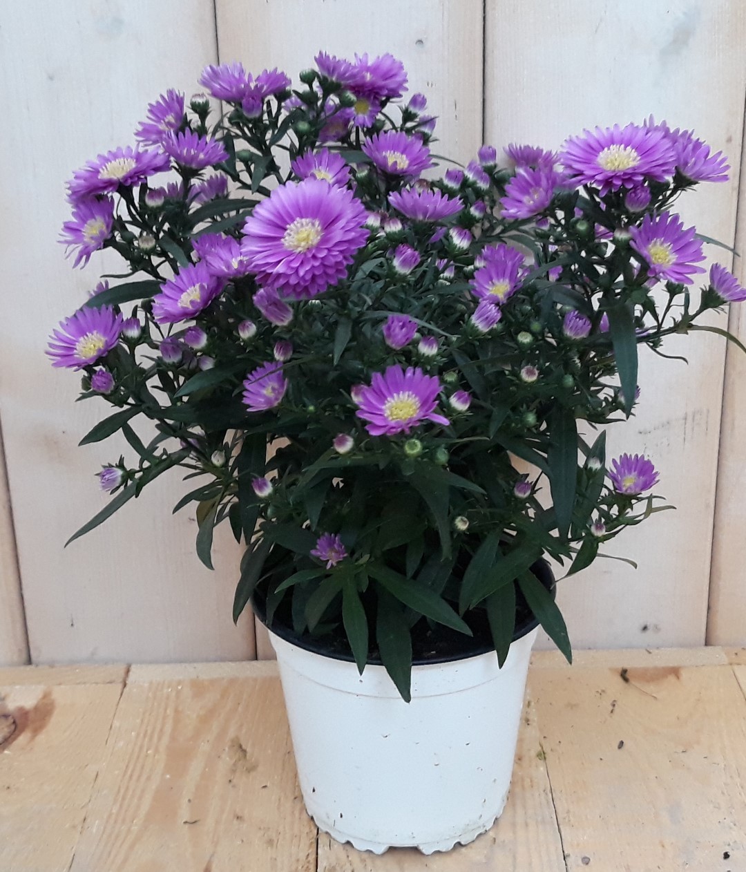 Warentuin natuurlijk 3 stuks! Herfstaster roze - 
