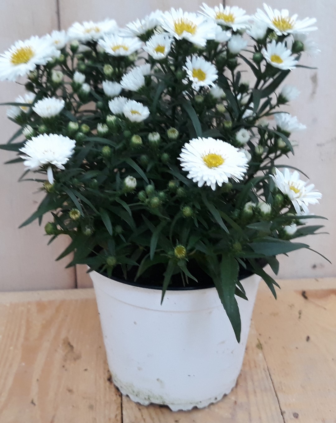 Warentuin natuurlijk 3 stuks! Herfstaster wit - 
