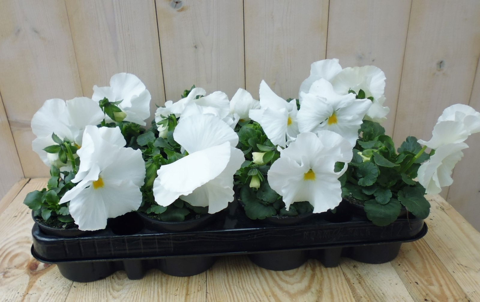 Warentuin natuurlijk Violen Wit 12 stuks - 