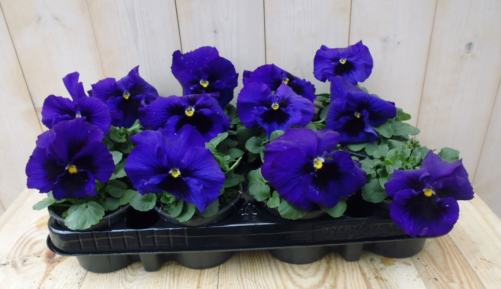 Warentuin natuurlijk Violen Paars 12 stuks - 