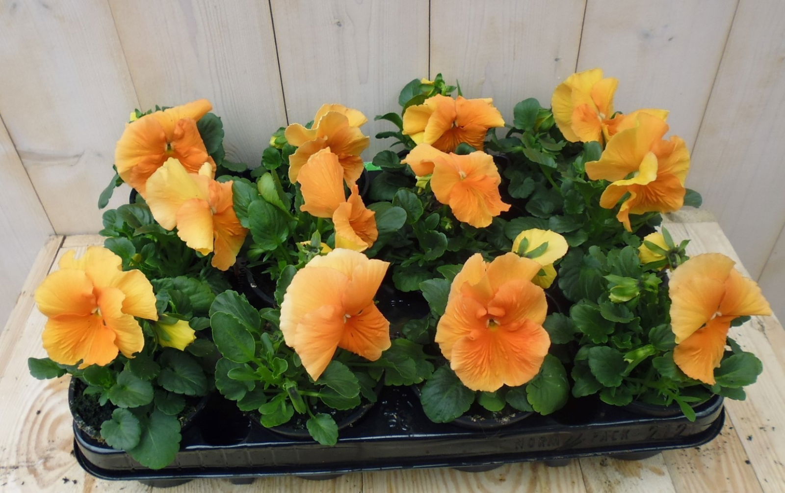 Warentuin natuurlijk Violen Oranje 12 stuks - 