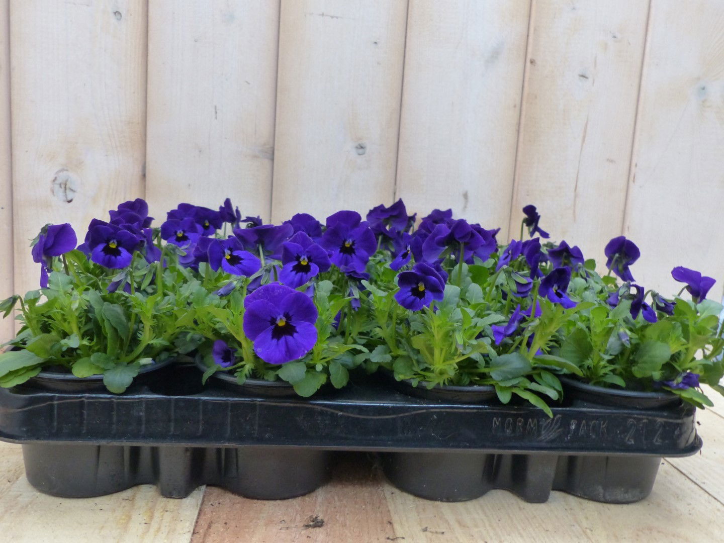 Warentuin natuurlijk Bosviolen Paars stuks - 