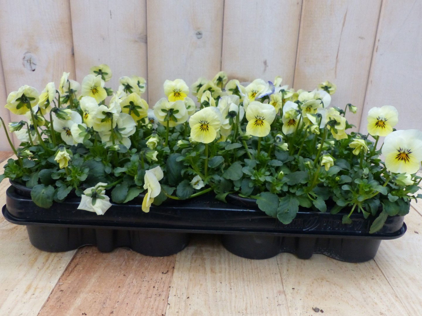 Warentuin natuurlijk Bosviolen Geel 12 stuks - 