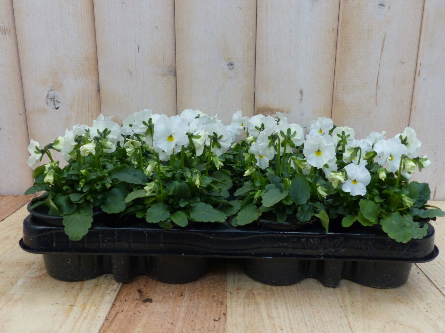 Warentuin natuurlijk Bosviolen Wit 12 stuks - 