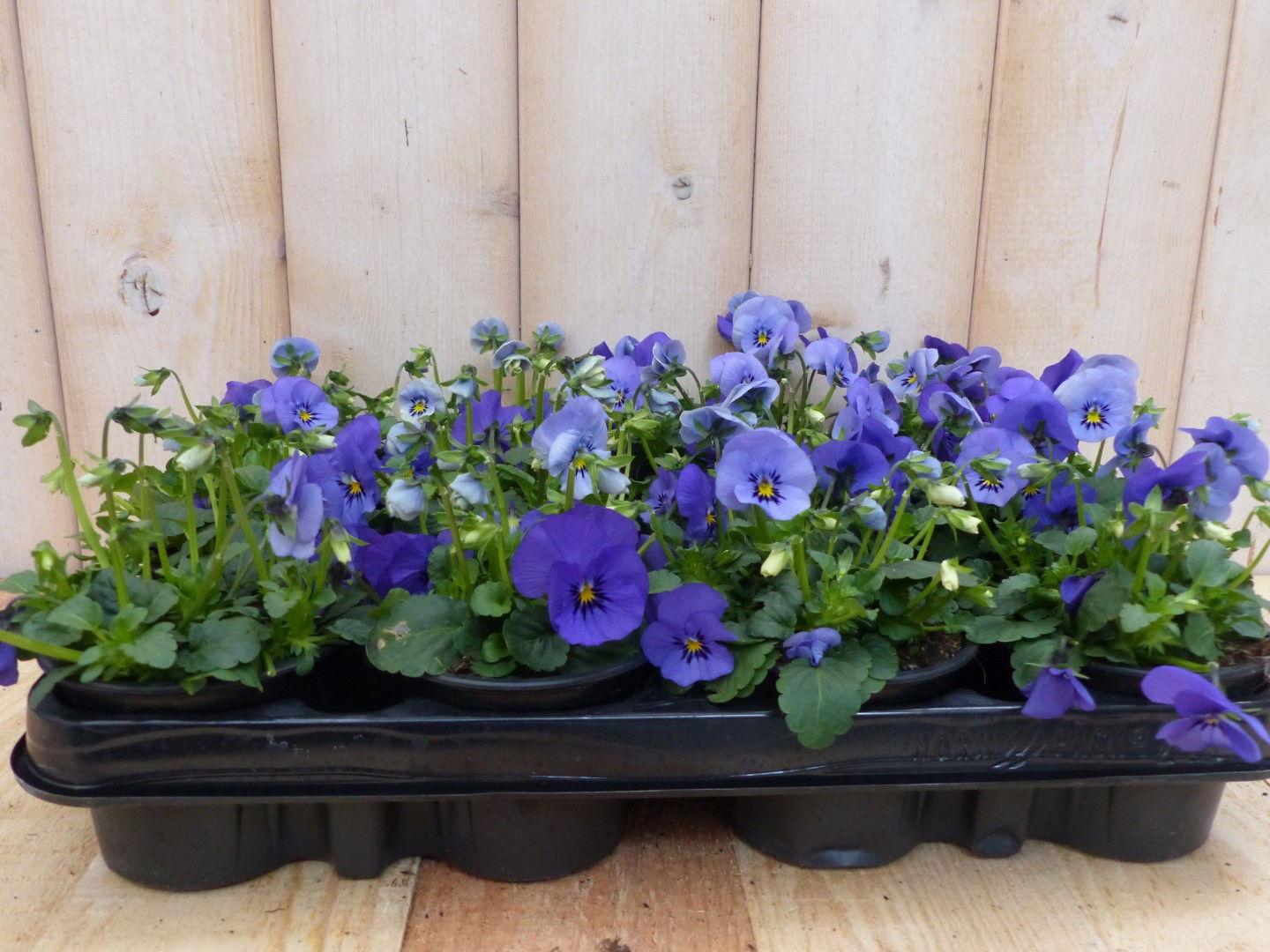Warentuin natuurlijk Bosviolen Blauw 12 stuks - 