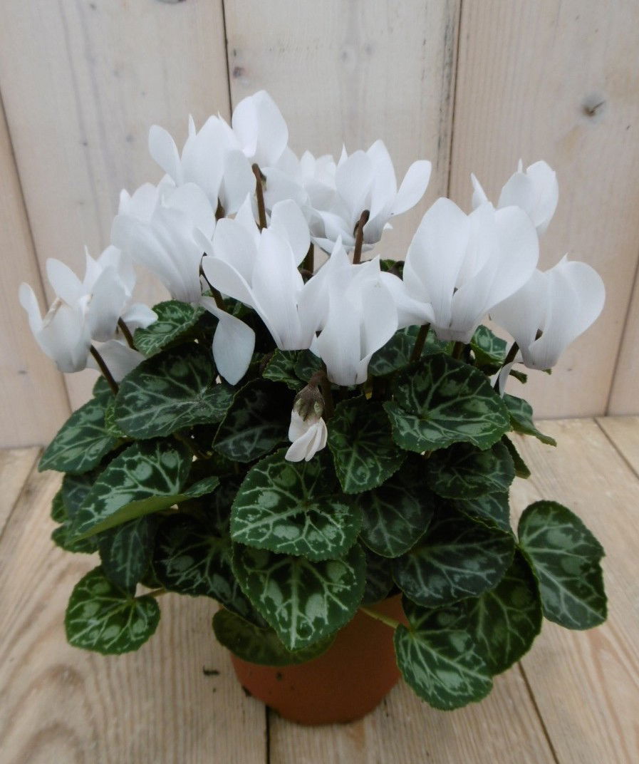 Warentuin natuurlijk 3 stuks! Patio Cyclaam wit - 
