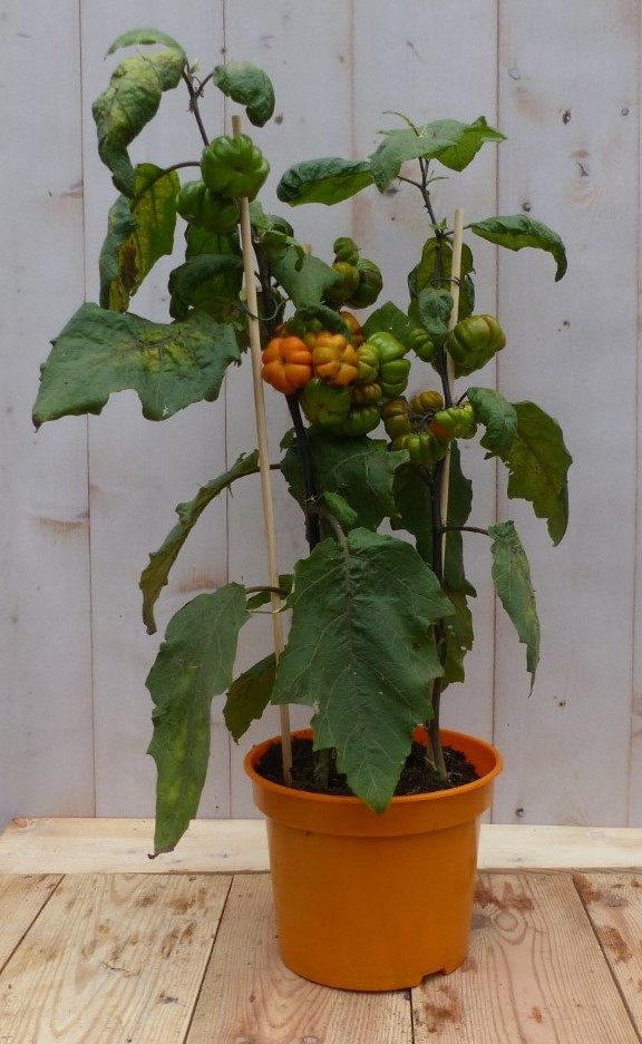 Warentuin natuurlijk Solanum Sons - 
