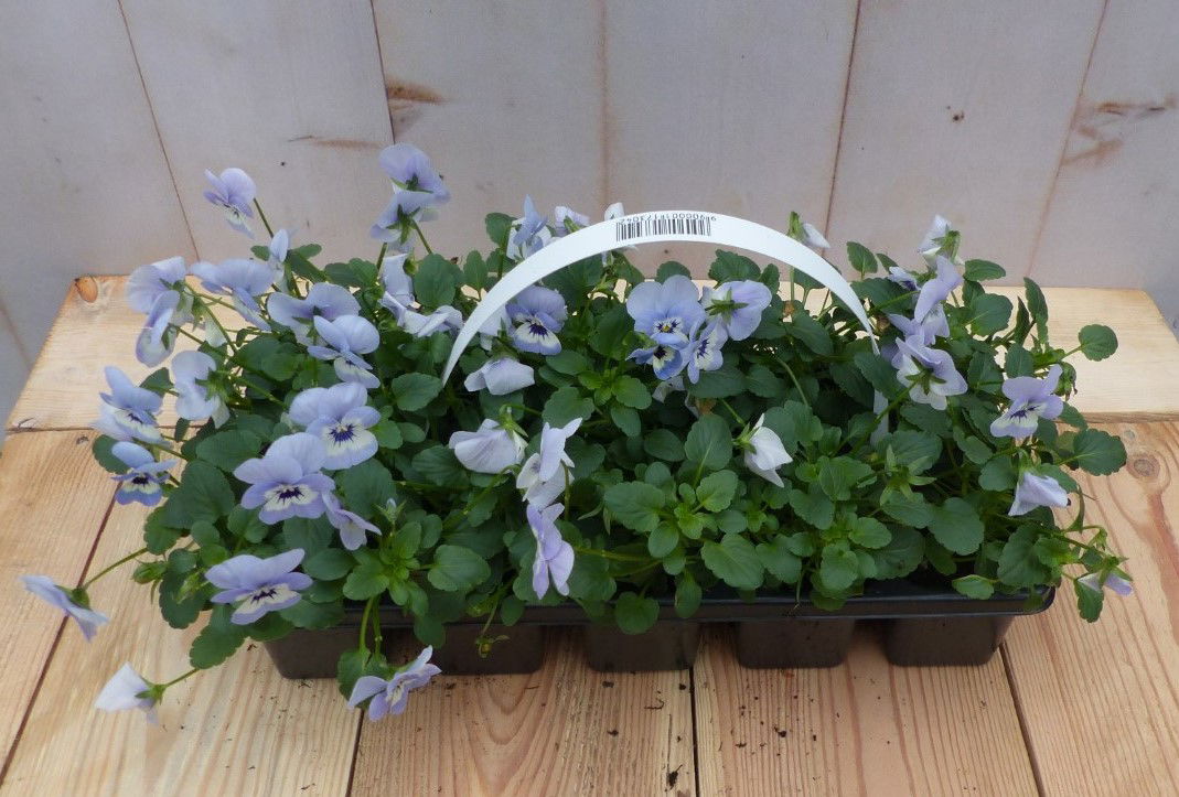Warentuin natuurlijk Bosviolen blauw 6 stuks - 