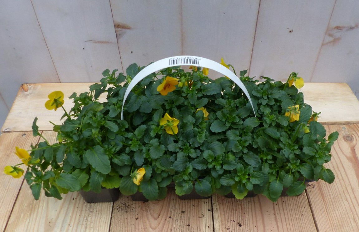Warentuin natuurlijk Bosviolen geel 6 stuks - 