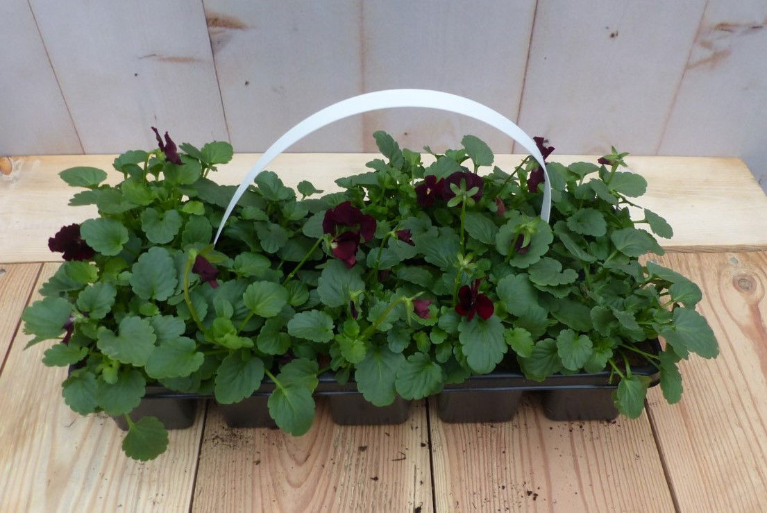 Warentuin natuurlijk Bosviolen paars 6 stuks - 