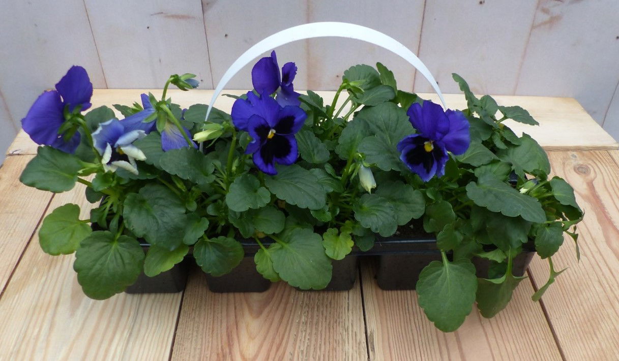 Warentuin natuurlijk Grootbollige violen blauw 6 stuks - 