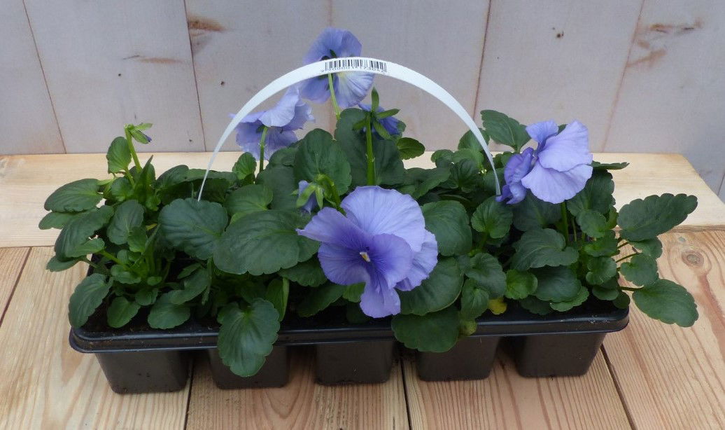 Warentuin natuurlijk Grootbollige violen lichtblauw 6 stuks - 
