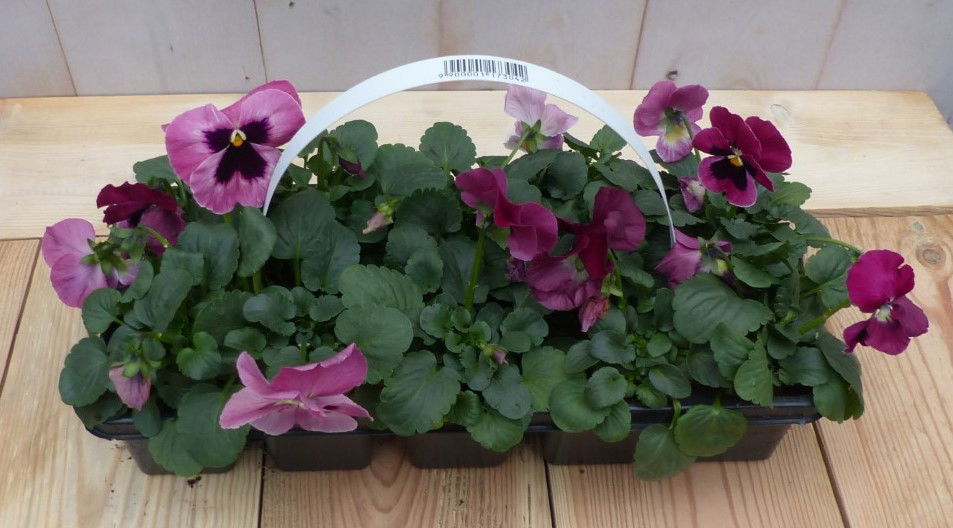 Warentuin natuurlijk Grootbollige violen paars 6 stuks - 