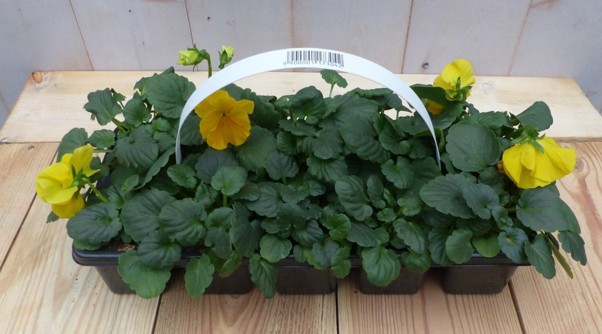Warentuin natuurlijk Grootbollige violen geel 6 stuks - 