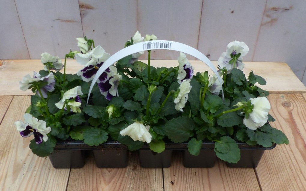 Warentuin natuurlijk Grootbollige violen wit/paars 6 stuks - 