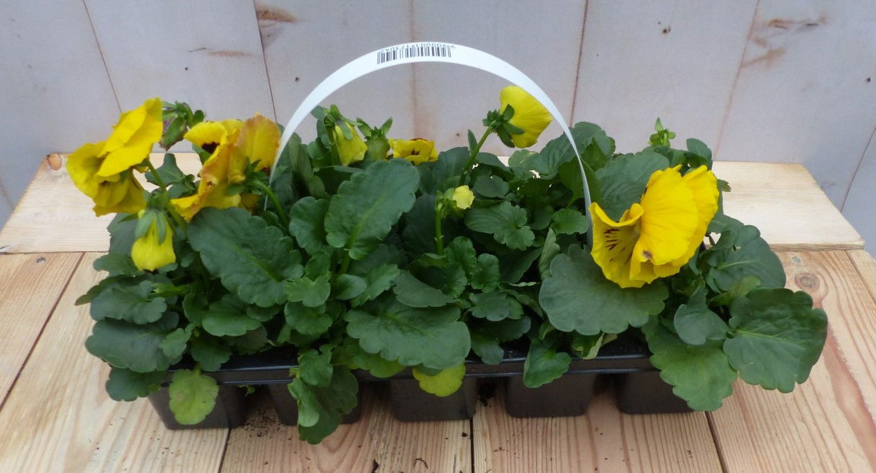 Warentuin natuurlijk Grootbollige violen geel/rood 6 stuks - 
