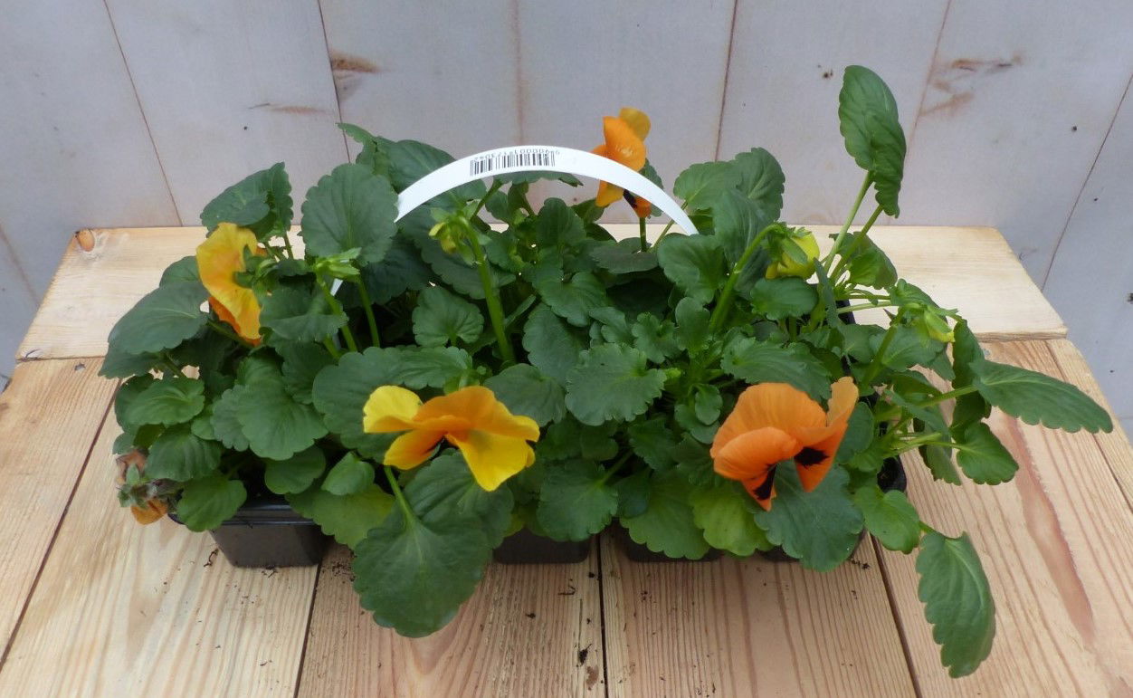 Warentuin natuurlijk Grootbollige violen oranje/rood 6 stuks - 