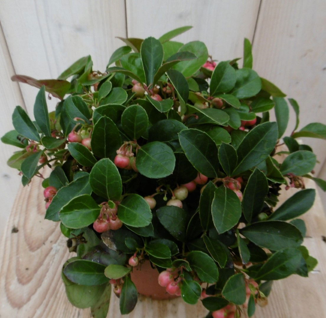 Warentuin natuurlijk 3 stuks! Gaultheria - 