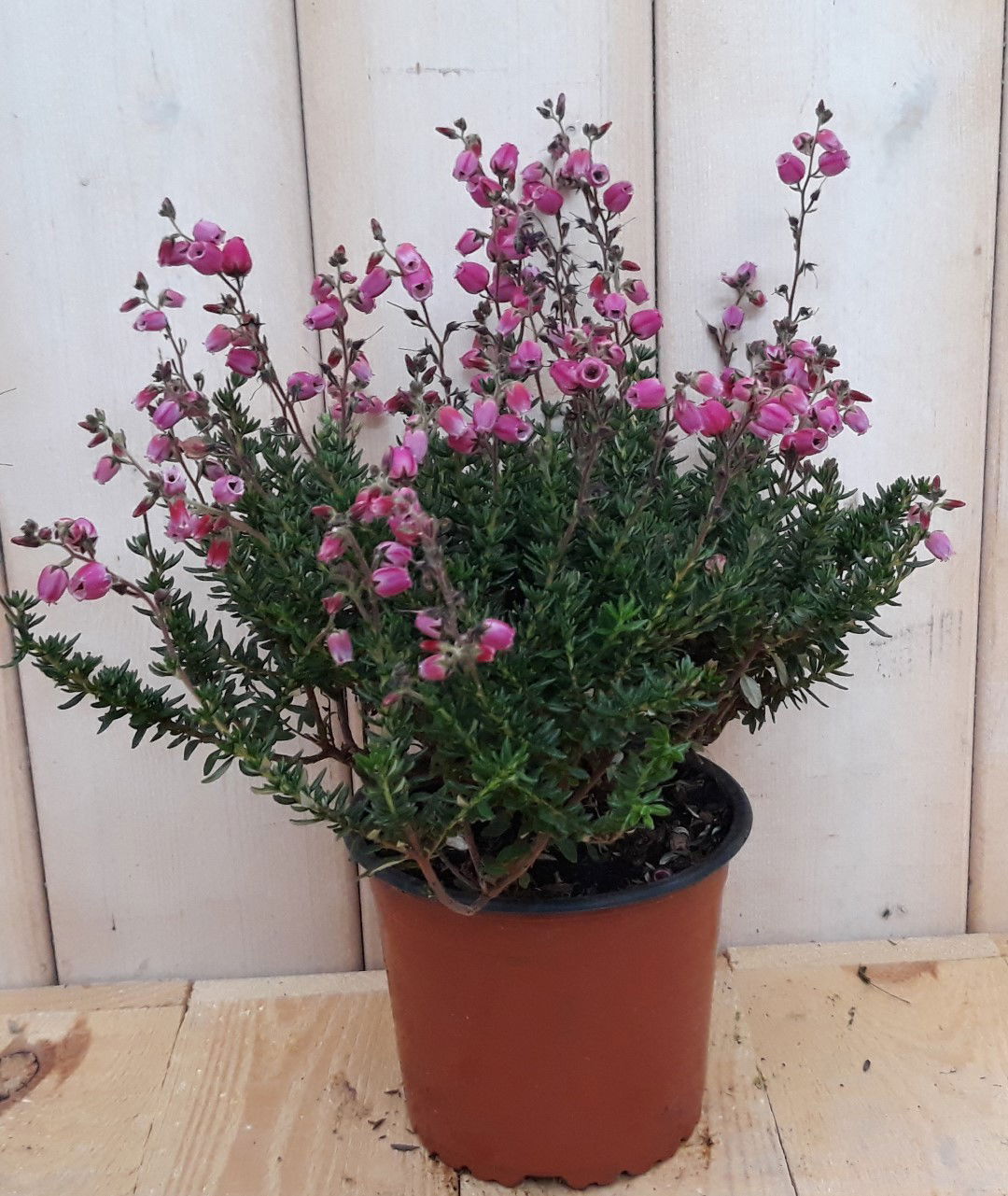 Warentuin natuurlijk 3 stuks! Ierse heide - 