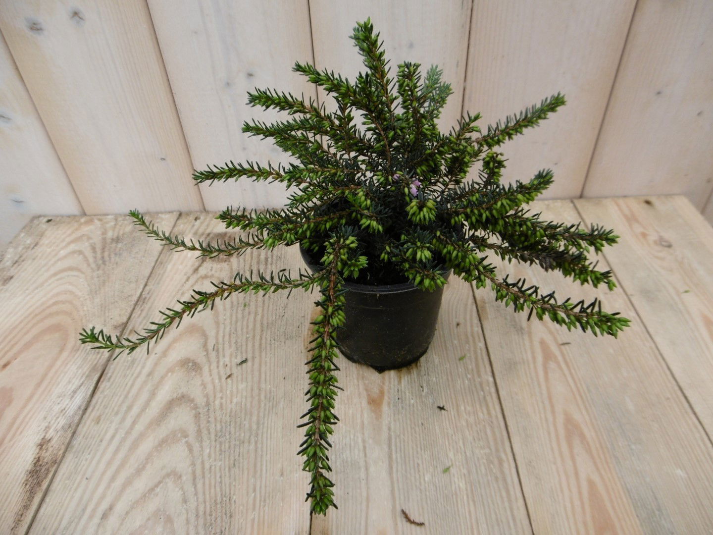 Warentuin natuurlijk 3 stuks! Winterheide roze Erica - 