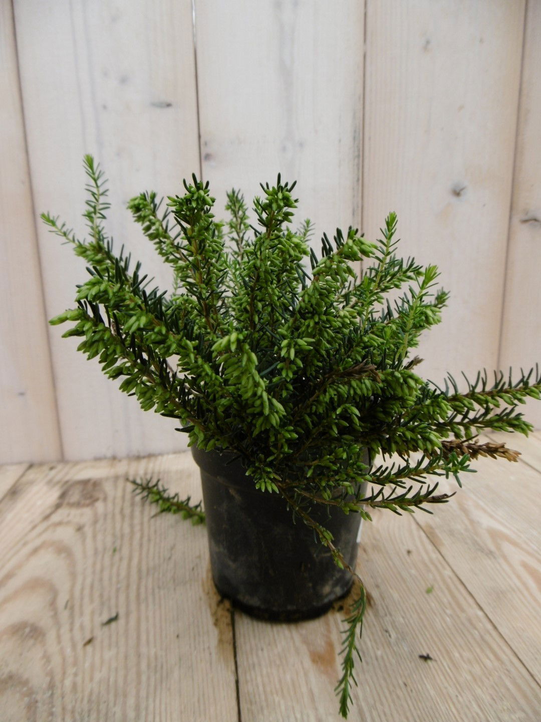 Warentuin natuurlijk 3 stuks! Winterheide wit Erica - 