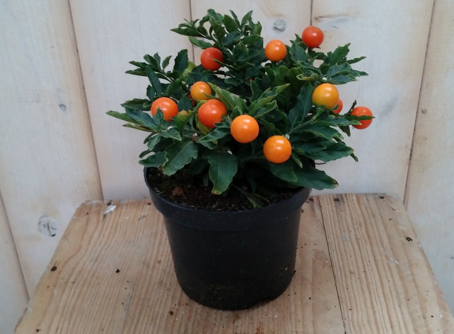Warentuin natuurlijk 3 stuks! Solanum Appeltje der liefde - 