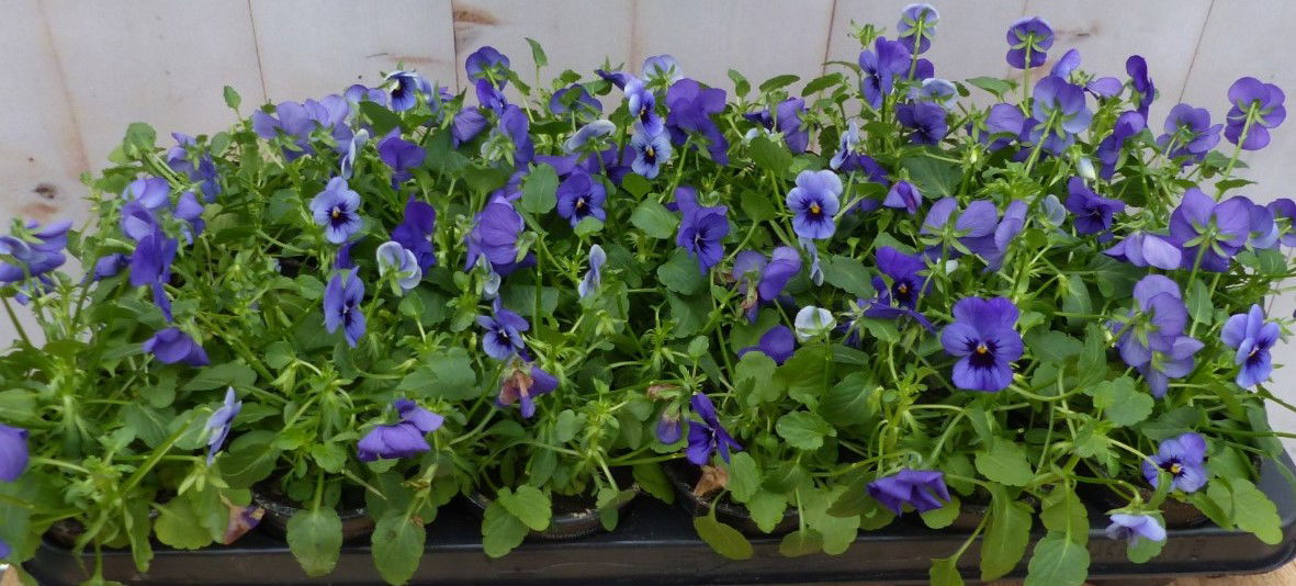 Warentuin natuurlijk Bosviolen blauw 18 stuks - 
