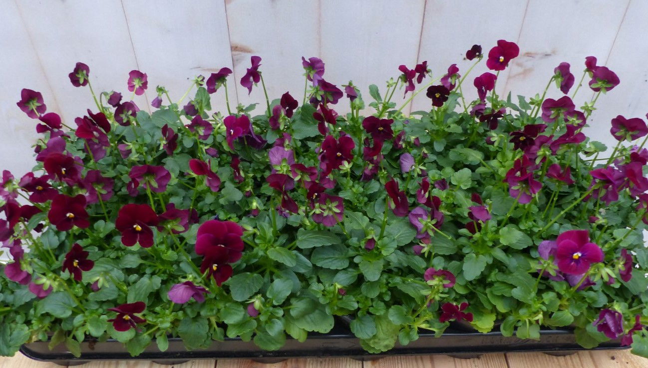 Warentuin natuurlijk Bosviolen paars 18 stuks - 